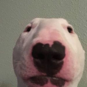 Meet your Posher, Brady